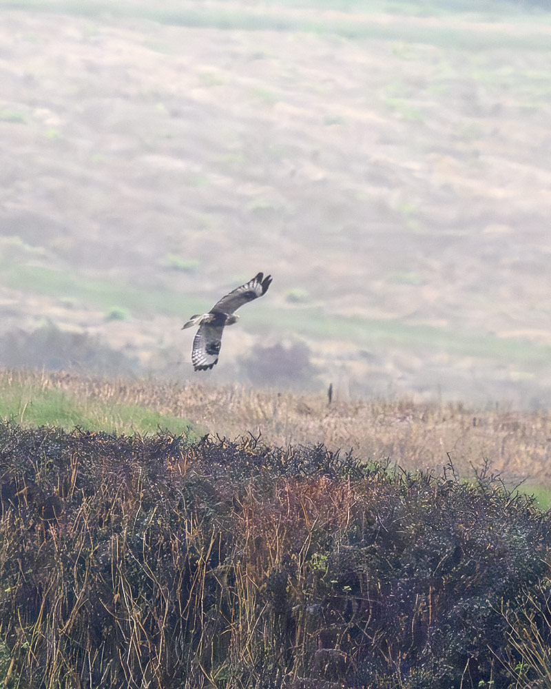 rough-legged buzzard